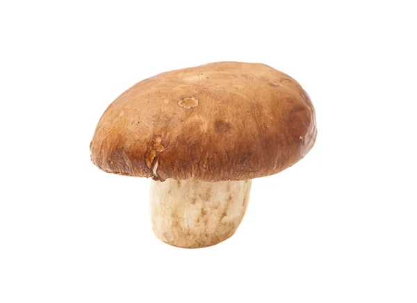 Cogumelo isolado no fundo branco — Fotografia de Stock