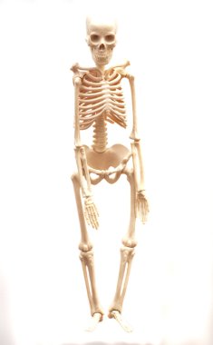 Beyaz arka planda izole edilmiş insan iskeleti