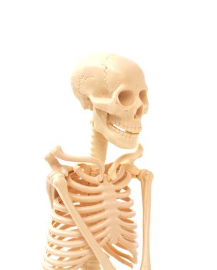 Beyaz arka planda izole edilmiş insan iskeleti