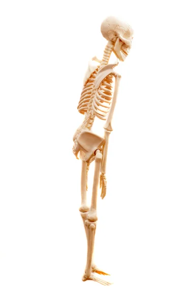 Human skeleton isolated on white background — Stock Photo, Image