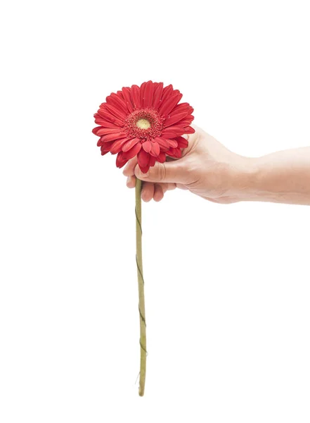 Mans hand met rode gerbera daisy geïsoleerd op wit — Stockfoto