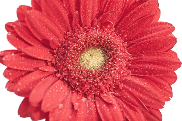 Rode gerbera bloem close-up — Stockfoto