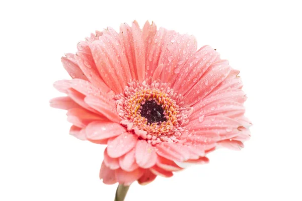 Roze gerbera bloem, geïsoleerd op witte achtergrond — Stockfoto