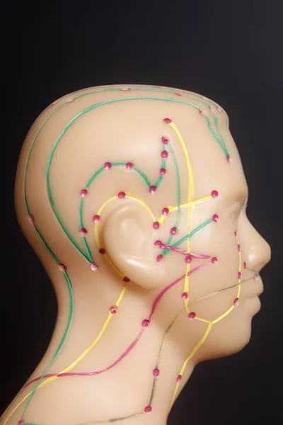 İnsan kafası tıbbi akupunktur modeli — Stok fotoğraf