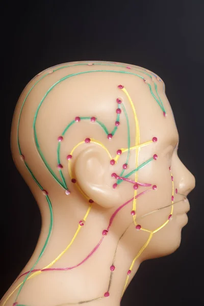 Modelo médico de acupuntura da cabeça humana — Fotografia de Stock