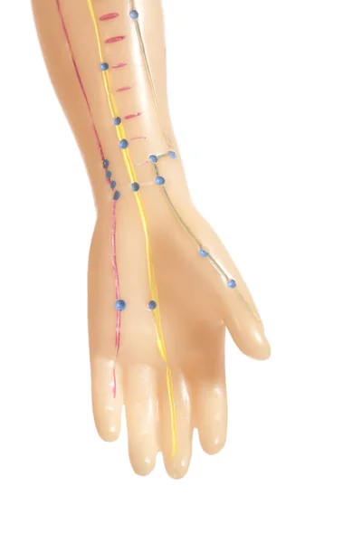 Medizinisches Akupunkturmodell der menschlichen Hand — Stockfoto