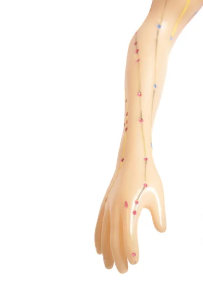 의료 침술 모델 백색 backgr에 고립 된 인간 손의 — 스톡 사진