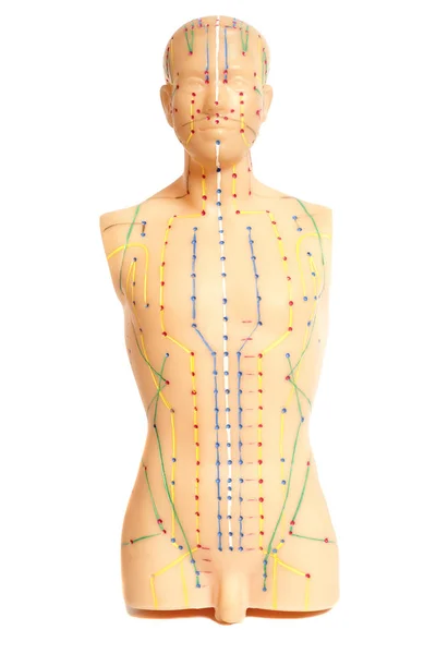 Beyaz arka plan üzerinde izole insan tıbbi akupunktur modeli — Stok fotoğraf