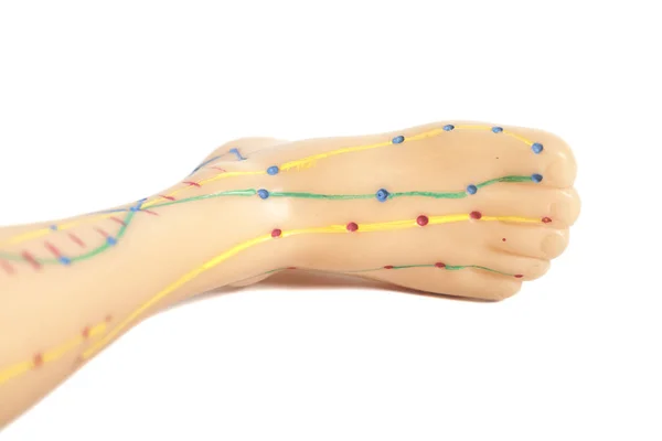 Modello di agopuntura medica dei piedi umani — Foto Stock