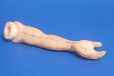 İnsan eli tıbbi akupunktur modeli