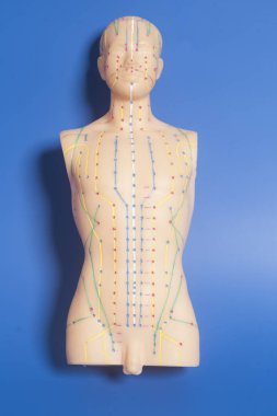 İnsan tıbbi akupunktur modeli 