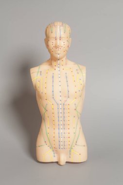 İnsan gri arka plan üzerinde tıbbi akupunktur modeli