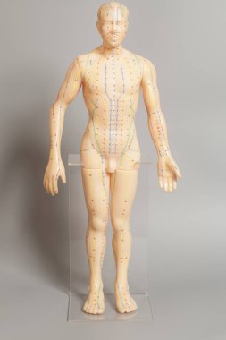 İnsan gri arka plan üzerinde tıbbi akupunktur modeli