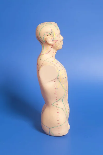 Ιατρικού Βελονισμού μοντέλο των ανθρωπίνων — Φωτογραφία Αρχείου