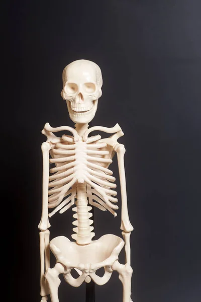 Mänskliga skelettet på svart bakgrund — Stockfoto