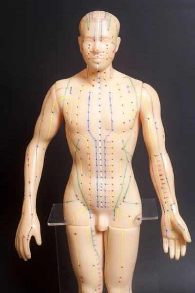 Medical acupuncture model of human — Stock Photo, Image