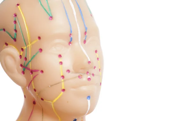 Lékařské akupunkturní model lidské hlavy — Stock fotografie
