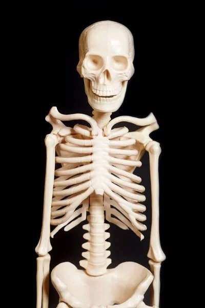 Скелет человека на черном фоне — стоковое фото