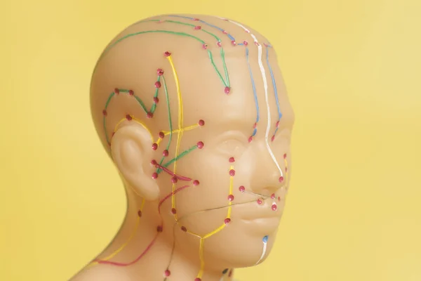 인간의 머리의 의료 침술 모델 — 스톡 사진