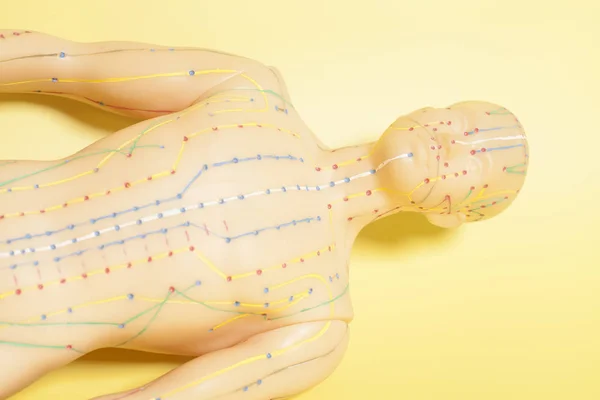 Medical acupuncture model of human — Stock Photo, Image