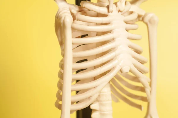 Rib cage of a skeleton — Stock Photo, Image