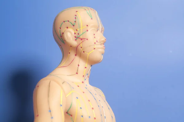 Медична акупунктура модель голови людини — стокове фото