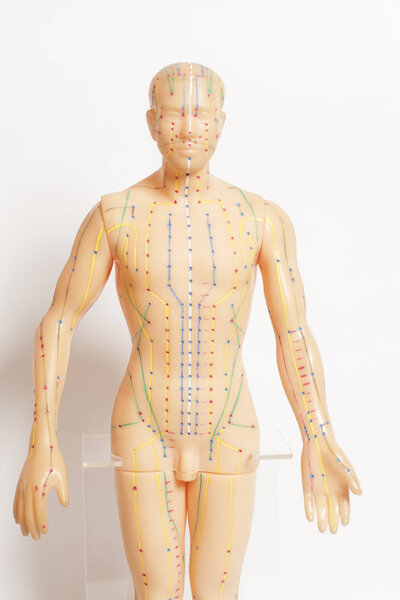 Medical acupuncture model of human on white background