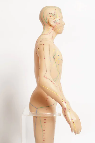 Medical acupuncture model of human on white background