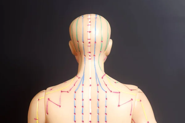 Medical acupuncture model of human on black background