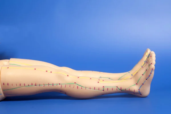 Lékařské akupunkturní model lidské nohy na modrém pozadí — Stock fotografie