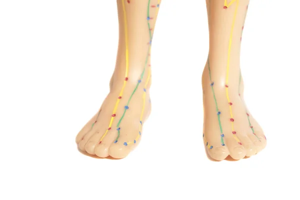 Lékařské akupunkturní model lidské nohy — Stock fotografie