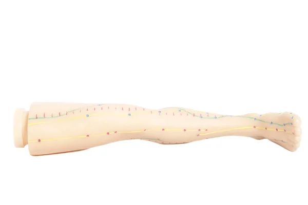 Medische acupunctuur model van menselijke voeten geïsoleerd op wit — Stockfoto