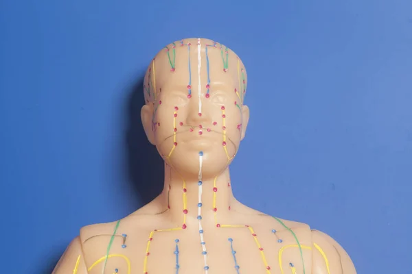 Medical acupuncture model of human head on blue background