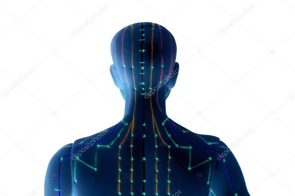 Medical acupuncture model of human on white background