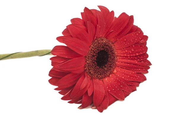 Rode Gerbera Daisy geïsoleerd op witte achtergrond — Stockfoto