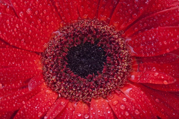 Rode gerbera bloem close-up — Stockfoto