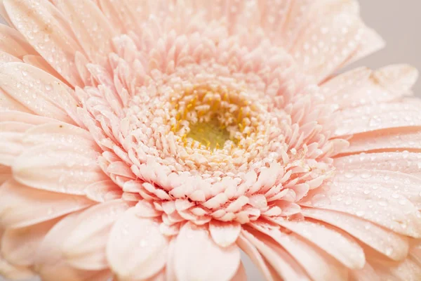 Rosa schöne Gerbera Nahaufnahme — Stockfoto