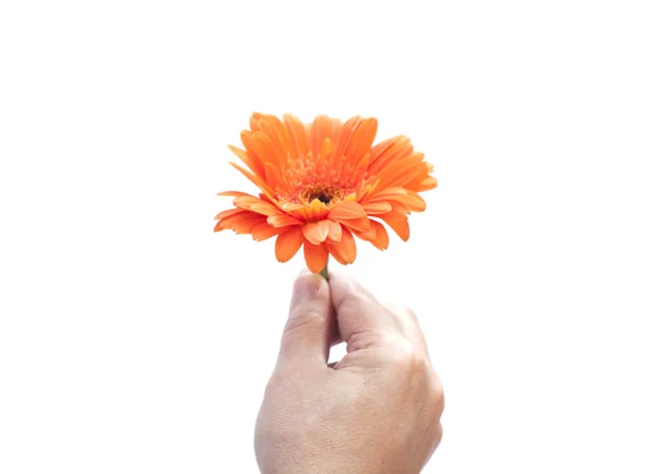 Mans hand met gerbera daisy geïsoleerd op wit — Stockfoto