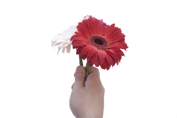 Mans hand met gerbera daisy geïsoleerd op wit — Stockfoto