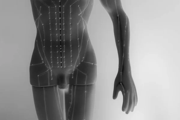 Medical acupuncture model of human on white background — Stock Photo, Image