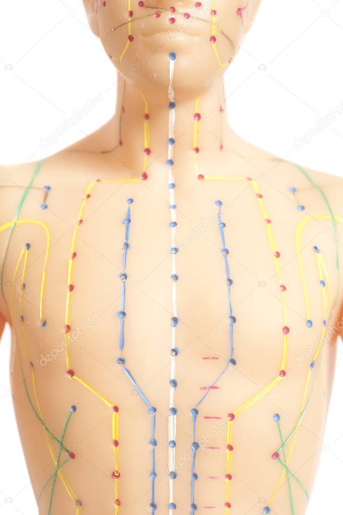Medical acupuncture model of human isolated on white background