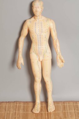 İnsan gri arka plan üzerinde tıbbi akupunktur modeli