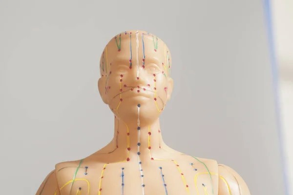 Medical acupuncture model of human head on gray background
