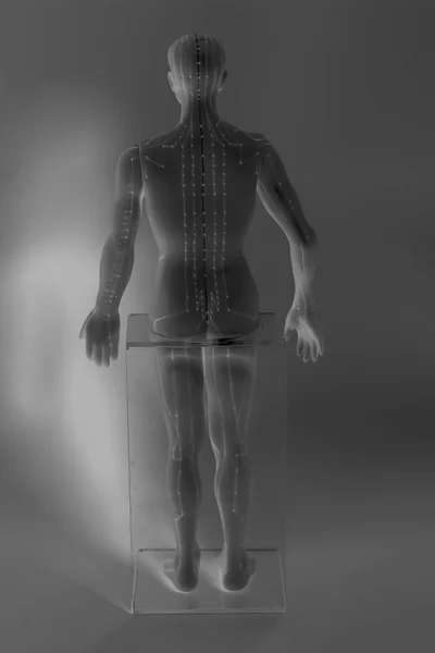 Медицинская акупунктурная модель человека на сером фоне — стоковое фото
