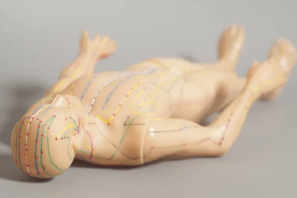 Lékařské akupunkturní model lidských na šedém pozadí — Stock fotografie