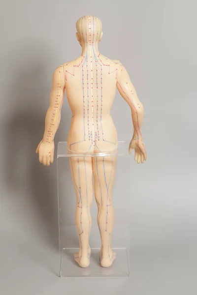 Medizinisches Akupunkturmodell des Menschen auf grauem Hintergrund — Stockfoto