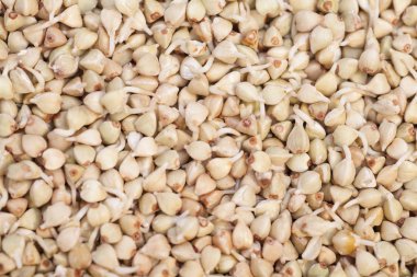 Buğday filizi arka plan yakın çekim 