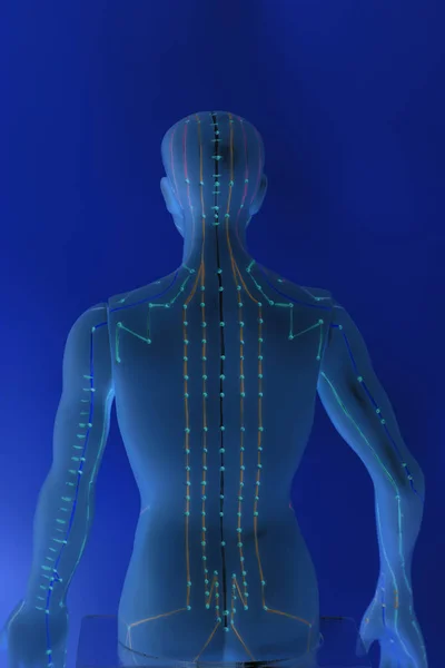 Medical acupuncture model of human on blue background — Stock Photo, Image