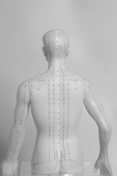 Medical acupuncture model of human on gray background — Stock Photo, Image