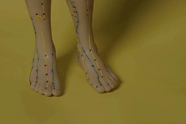 Lékařské akupunkturní model lidské nohy — Stock fotografie